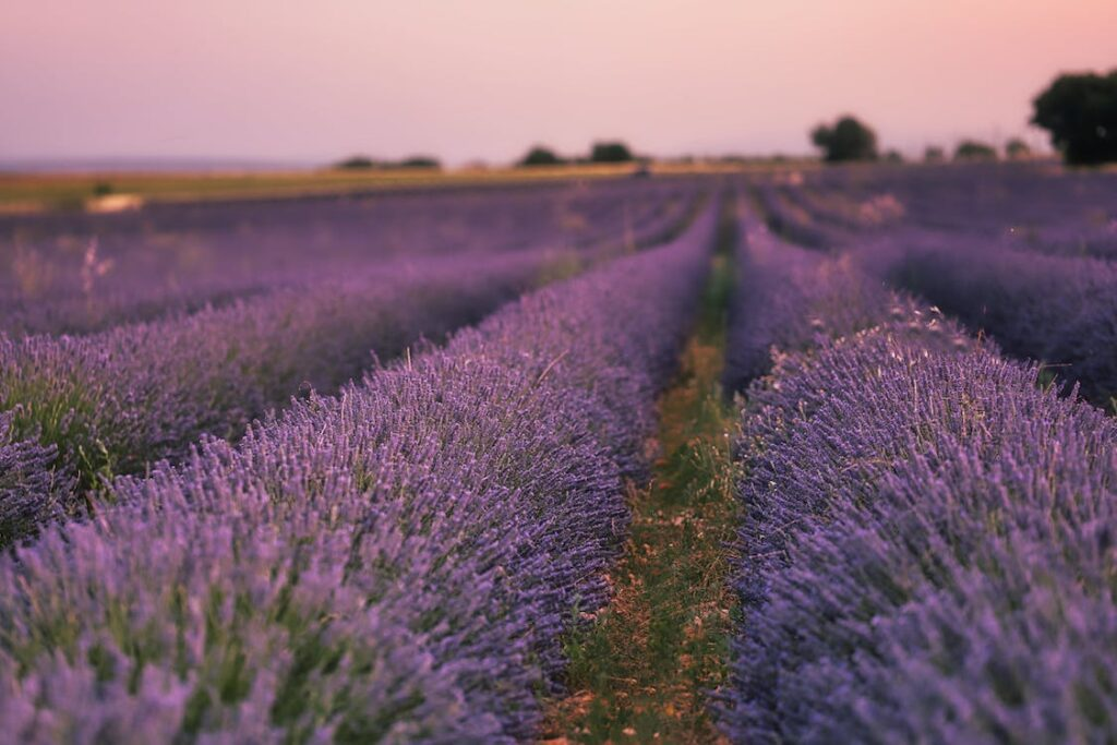 Lavanda: l'erba aromatica che rilassa, calma il corpo e la mente