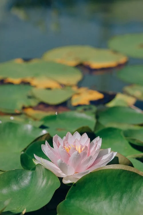 Come il fiore di loto e le ninfee emergono dal fango, impariamo a rinascere, anche se abbiamo perso qualcosa. L'architettura diventa il terreno in cui coltivare il nostro benessere emotivo, creando spazi che nutrono l'anima.